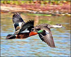 Click Here Enlarge